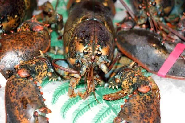 Stock image Lobsters. On sale at a market