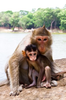 Monkey with its baby clipart