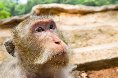 Macaque monkey portrait. Angkor Wat. Cambodia clipart