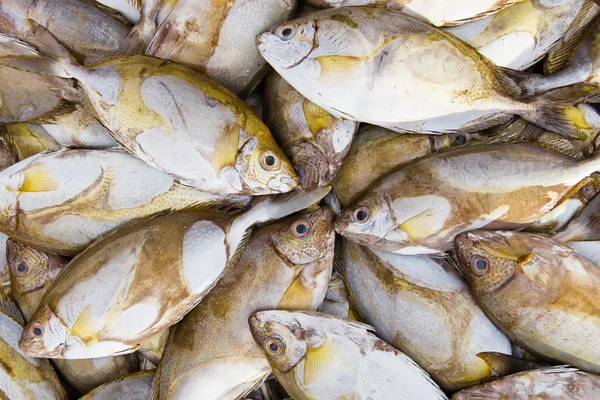 stock image A pile of small fishes on a counter