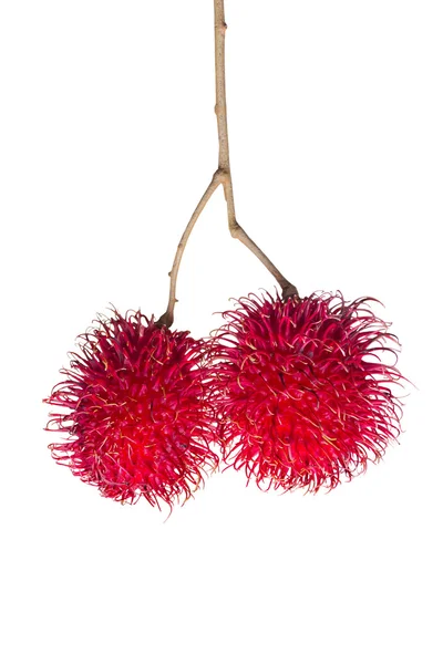 stock image Two fresh rambutans fruit isolated on white background