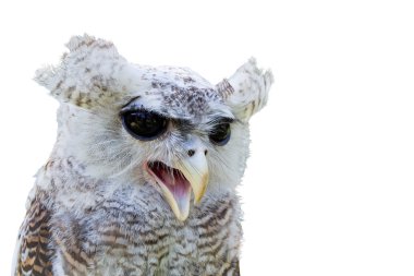 Owl with open beak isolated on white clipart