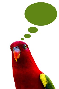 düşünce balonları izole beyaz zemin üzerine kırmızı papağan.