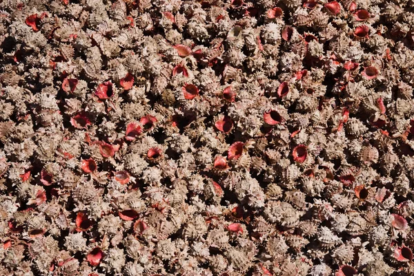 Conchas cor de rosa — Fotografia de Stock