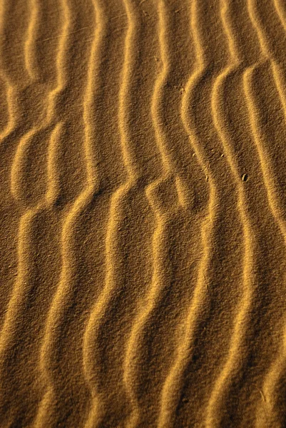 Serpentes de areia — Fotografia de Stock