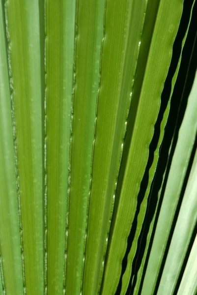 Green Fronds — Stock Photo, Image