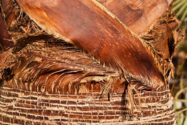 Palm реферат — стокове фото