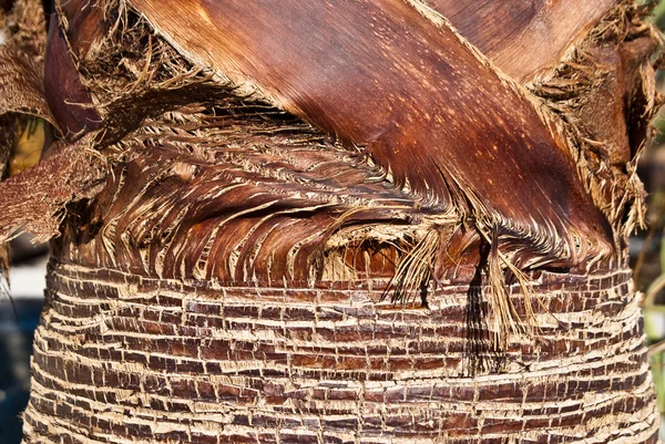 Palm крупним планом — стокове фото