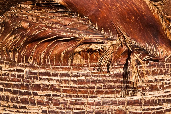 Abstrakt palm — Stockfoto