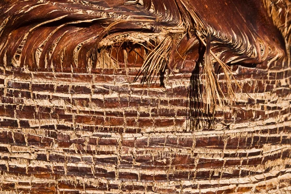 Detail im Palmenstamm — Stockfoto