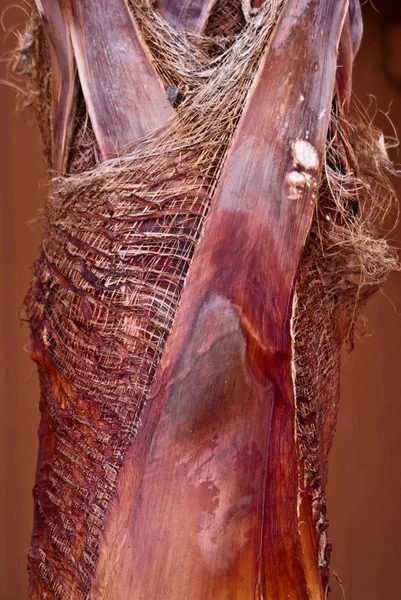 Pedaços complexos de tronco de palmeira — Fotografia de Stock