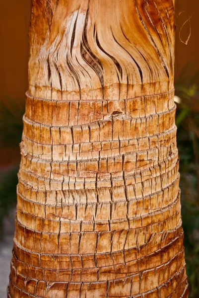 环形的棕榈 — 图库照片