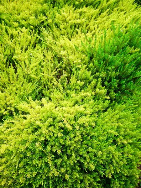 Verdes vibrantes — Fotografia de Stock