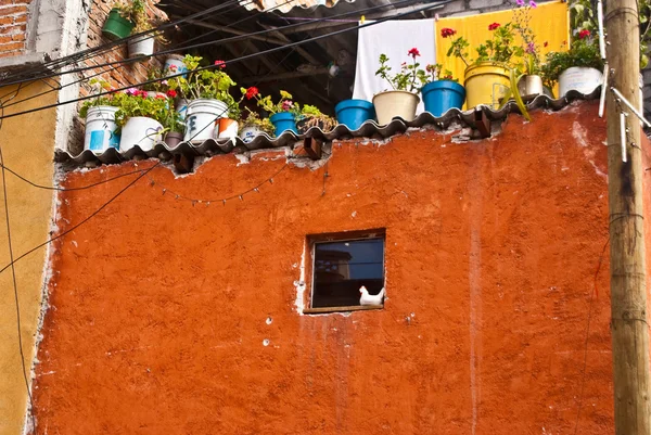 Kip in venster Mexicaanse huis — Stockfoto