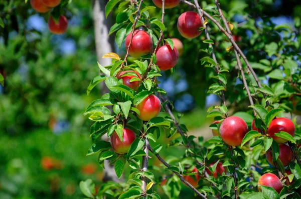 stock image Plum fruit on the tree