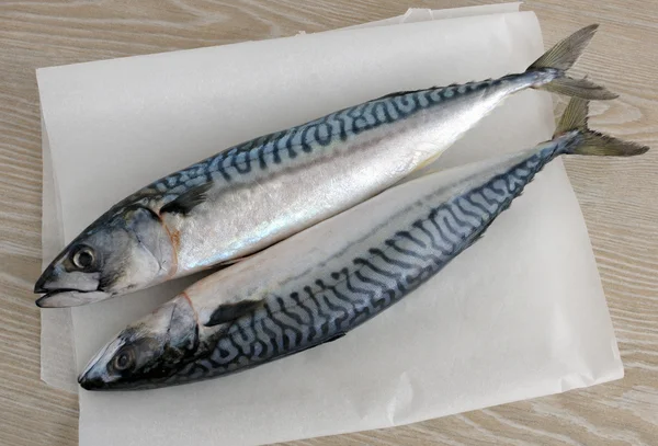 Stock image Fresh mackerel