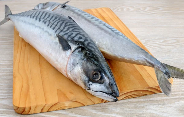 stock image Fresh mackerel