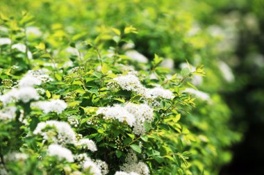 White spiraea clipart