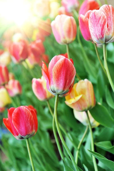 Rote Tulpen — Stockfoto