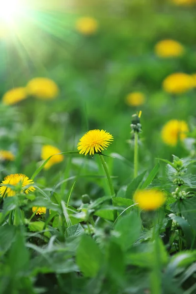 Paardebloemen bloeien — Stockfoto