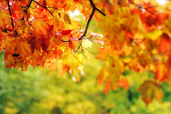 Belles feuilles d'automne colorées dans le parc — Photo