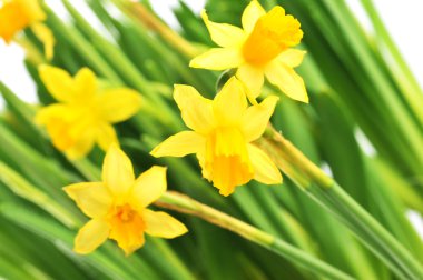 Yellow daffodils clipart