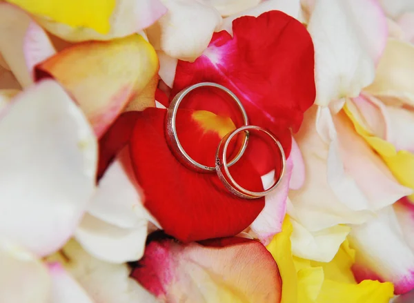 Ringe auf Rosenblättern — Stockfoto