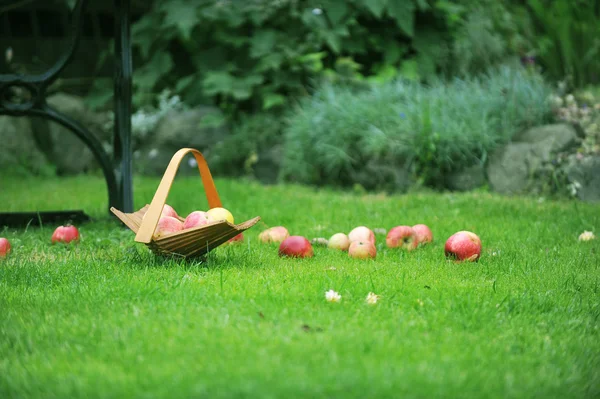 Koszyk z jabłkami — Zdjęcie stockowe