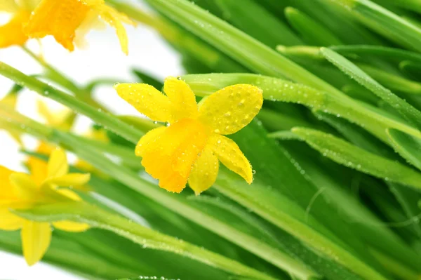 Narcisi gialli — Foto Stock