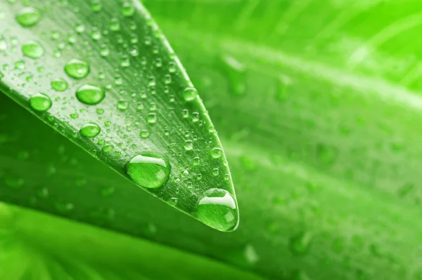 Зеленый лист и капли воды — стоковое фото