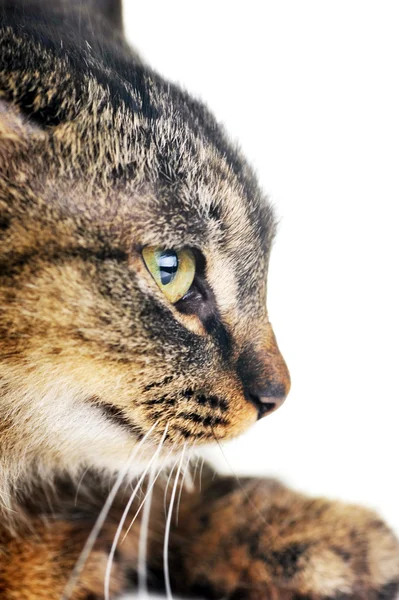 Gri çizgili kedi — Stok fotoğraf
