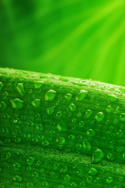 Feuille de plante verte avec gouttes d'eau — Photo