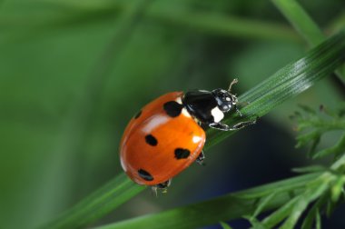 Ladybug on grass clipart