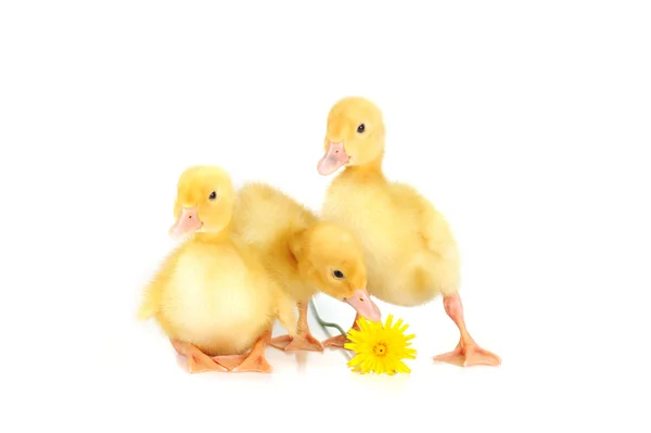 Yellow fluffy ducklings — Stock Photo, Image