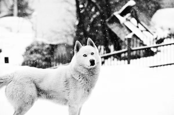 Velký pes — Stock fotografie