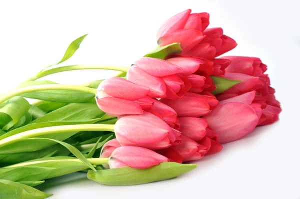 stock image Red tulips