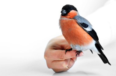 Eurasian bullfinch clipart