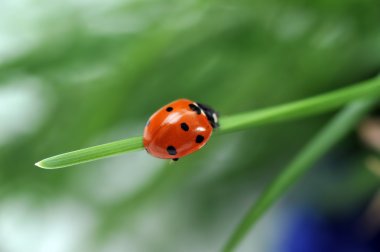 Ladybug on grass clipart