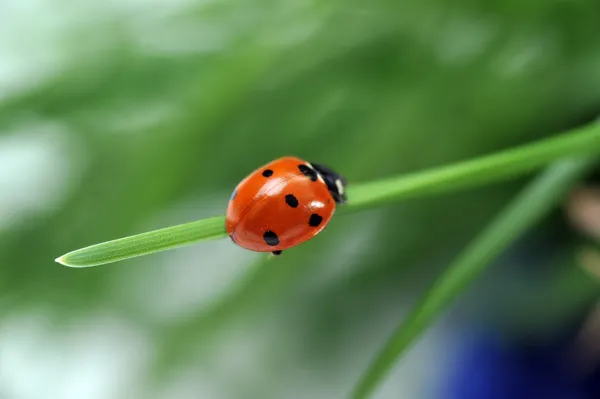 Ladybug on grass — Stock Photo, Image