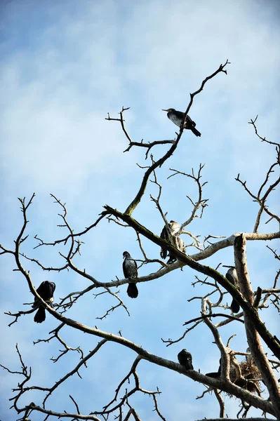 Cormorans au repos — Photo