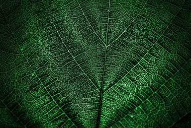 Textured green leaf clipart