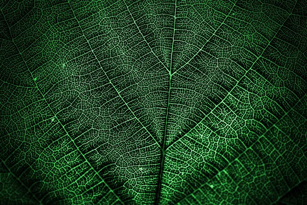 Getextureerde groen blad — Stockfoto