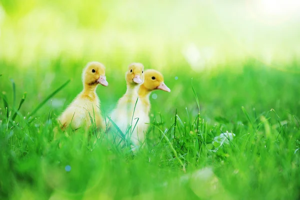 Three fluffy chicks — Stock Photo, Image