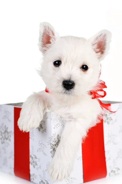 Şirin köpek yavrusu hediye kutusu — Stok fotoğraf