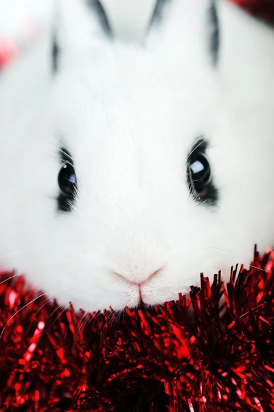 Schattige kleine konijn en rood lint — Stockfoto