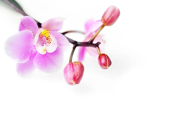 Blumen der schönen Orchidee isoliert — Stockfoto