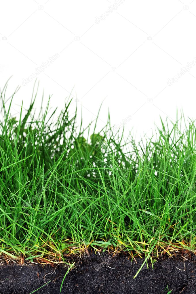 Young grass
