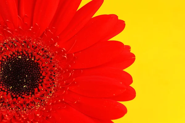 Gerbera rouge gros plan — Photo