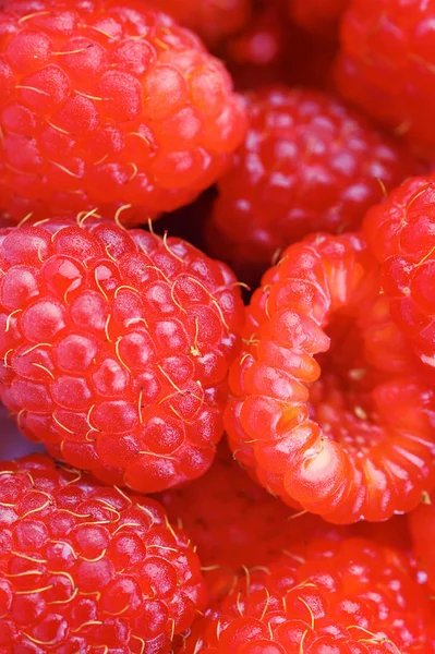 Taze ve lezzetli rspberry — Stok fotoğraf