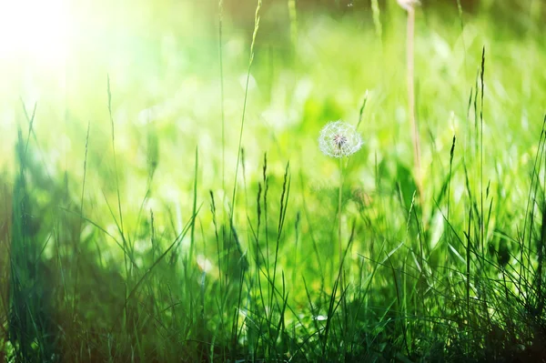 Dandelion on grass — Stock Photo, Image